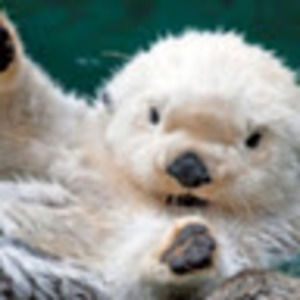 Meet your Posher, Norma